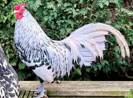 Silver Spangled Hamburg and Black Leghorn chicks