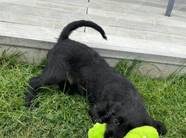 Fully Health Tested F1 Labradoodle Puppies