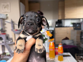 Dachshund cross French bulldog puppy's for sale