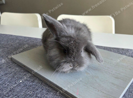 Lionhead/teddy