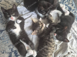 Beautiful tuxedo kittens