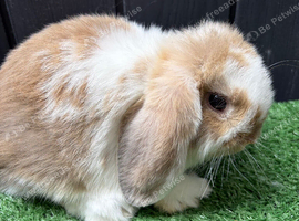 Mini lop sisters must go together