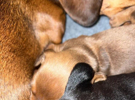 A litter of Dachshunds ready soon