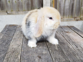 Mini Lop bunnies Pure Breed( Updated 01/07/2026)