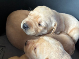Beautiful lab puppies