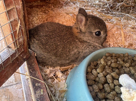 Ready now Adorable Netherland dwarf baby rabbits