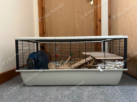 friendly hamster for re homing!