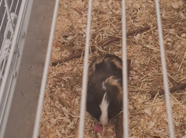 2 male guinea pigs for sale
