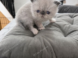 Beautiful Persian Kittens &ndash; Ready Soon