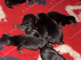 Rottweiler pups