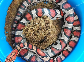 Extreme Okeetee Corn Snake