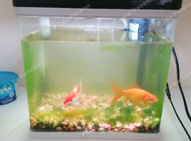 Goldfish for sale