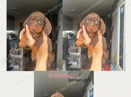 Beautiful mini Dachshunds for sale