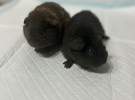 2 teddy bear boys