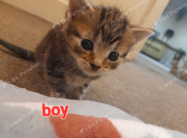 Tabby male
