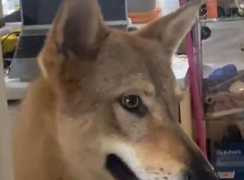 ADOPTION ALERT: Czechoslovakian Wolfdog