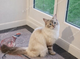 Female seal lynx ragdoll 18 months