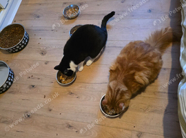 2 cats for sale for &pound;100 together