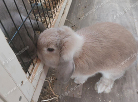 Mini lop for sale