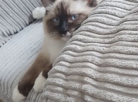 1 girl 1 boy availble 5 weeks old at the moment