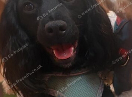 Cockpoo cross cockle spaniel