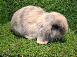 MINI LOP BOYS