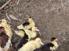 7 x 3 week old Muscovy ducklings