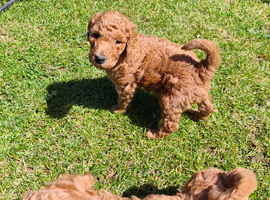 KC Standard Poodle Puppies
