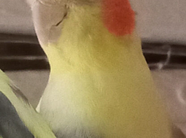 Cockatiels