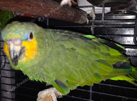 Blue fronted amazon male 2+ years old