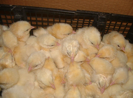 Cobb Day Old Chicks For Sale (Ready 4th Of June)