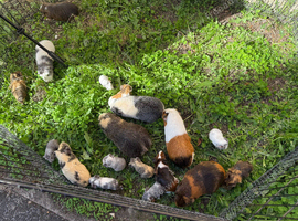 Various baby guinea pigs
