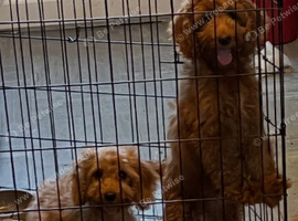 Cockapoo puppy's