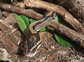 4 year old male ball python