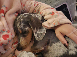 Dachshund