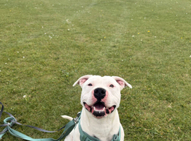White Staffordshire Bull Terrier for Stud