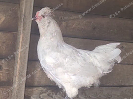 PURE LAVENDER COCKEREL