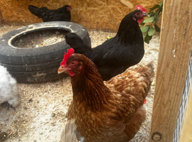 Hens