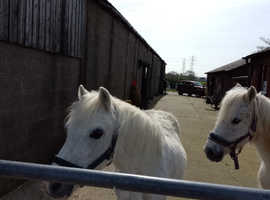 Urgently require grazing land for sole use needed near Preston