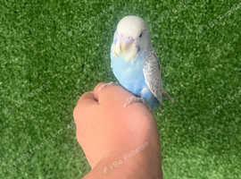 Baby hand reared budgies