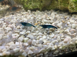 small blue shrimps