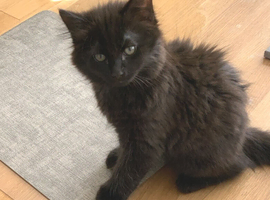 Kitten Ready for his New Loving Home Boy left Super Fluffy 12 wks old