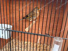 Goldfinch Mule