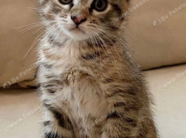 Cute tabby kitten