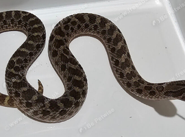 Beautiful Sable Male