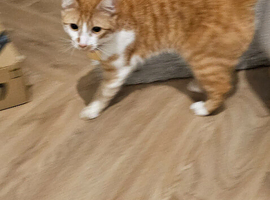 Our cat need a new home