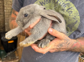 1 Buck - Continental Giant &times; French Lop Baby
