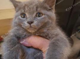 Mixed bread kitten