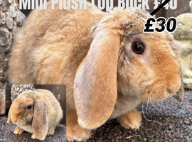 Young Mini Plysh Lops available. Hypoallergenic fur.