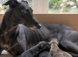 Elite 3/8* First Cross Lurcher Pups for Sale